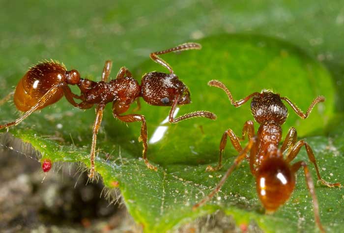 مورچه یکی از قوی ترین موجودات زمین است