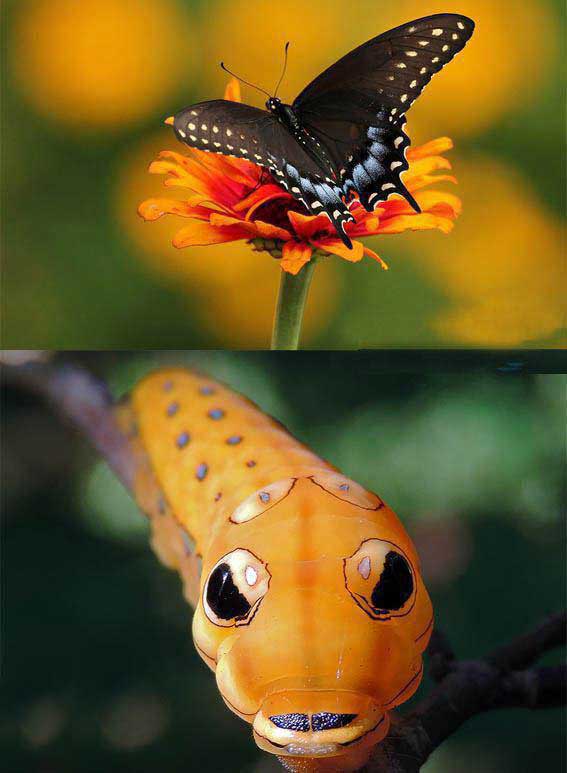 پروانه‌ی دُم چلچله‌ای اسپایس‌بوش قبل و بعد از دگردیسی