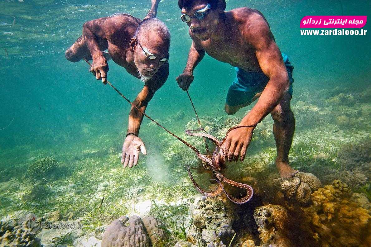 پدر و پسر در حال صید هشت‌پا در جزیره سولاوسی، اندونزی