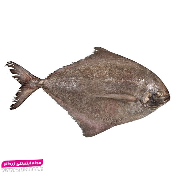 ماهی حلوا سیاه