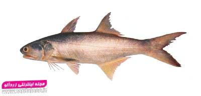 ماهی راشکو