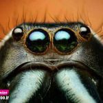 تصویر میکروسکوپی از چشم عنکبوت / عنکبوت ها معمولا دارای هشت چشم با چیدمانهای مختلفند.