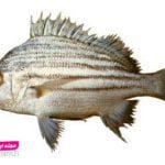 فروش ماهی سنگسر صید تازه ارسال از بندرعباس