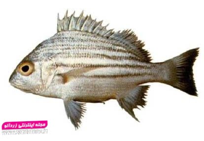 فروش ماهی سنگسر صید تازه ارسال از بندرعباس