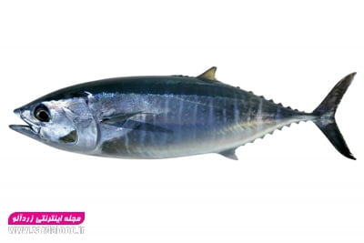 فروش ماهی هوور یا ماهی تن تازه صید روز ارسال از بندر عباس
