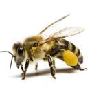 5 توانایی خارق العاده زنبور عسل