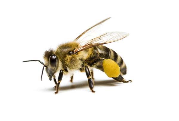 5 توانایی خارق العاده زنبور عسل